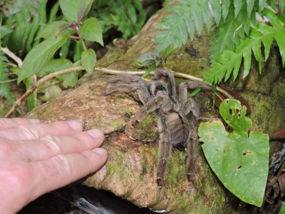DSCN3784¸Barrett_20170303_241_Trinidad Chevron Tarantula.JPG