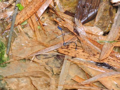 DSCN3802¸Barrett_20170303_257_damselfly sp.JPG