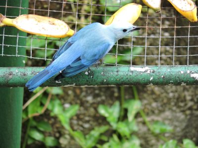 DSCN3829¸Barrett_20170303_282_Blue-grey Tanager.JPG