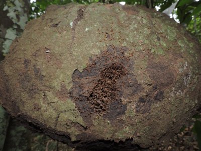 DSCN3875¸Barrett_20170303_320_termite nest.JPG