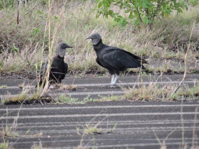DSCN3999¸Barrett_20170304_414_Black Vulture.JPG