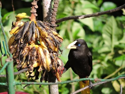 DSCN4085¸Barrett_20170304_478_Crested Oropendola.JPG