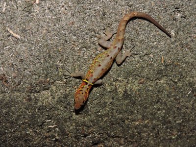 DSCN4142¸Barrett_20170304_506_Variegated Gecko.JPG