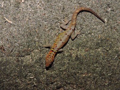 DSCN4142Barrett_20170304_506_Variegated Gecko.JPG