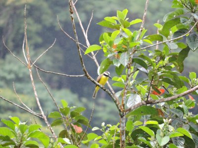 DSCN4337¸Barrett_20170306_635_Boat-billed Flycatcher.JPG
