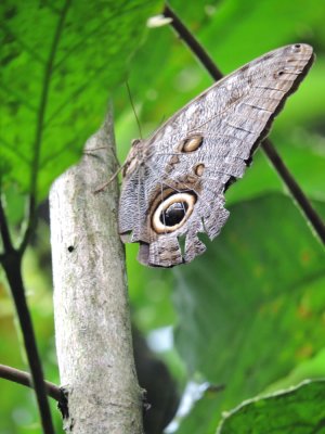 DSCN4405¸Barrett_20170307_678_Giant Owl Eye Butterfly.JPG
