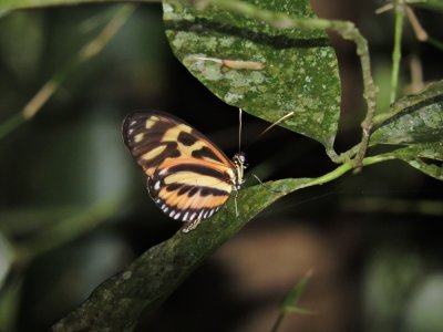 DSCN4536¸Barrett_20170307_778_Harmonia Tiger Butterfly.JPG