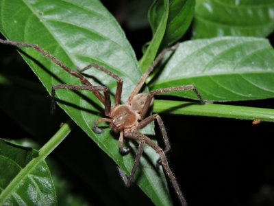 DSCN4560¸Barrett_20170307_802_Wolf Spider.JPG