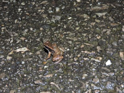 DSCN4576¸Barrett_20170307_815_Trinidad Stream Frog and tadpoles.JPG
