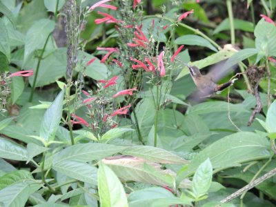 DSCN4642¸Barrett_20170308_864_Little Hermit.JPG