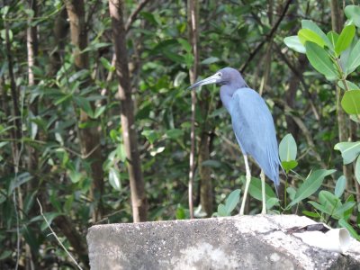 DSCN4675¸Barrett_20170308_889_Little Blue Heron.JPG