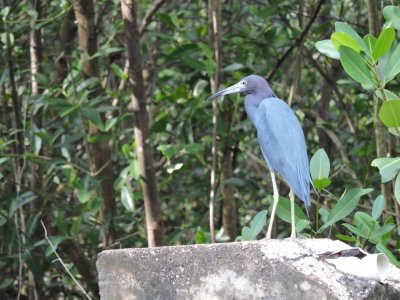 DSCN4675Barrett_20170308_889_Little Blue Heron.JPG