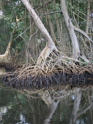 DSCN4700¸Barrett_20170308_902_mangroves.JPG