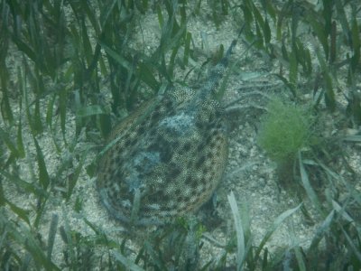 DSCN529120180202_1033_Yellow Stingray.JPG