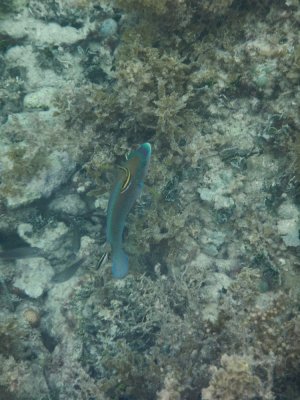 DSCN530920180202_1207_Striped Parrotfish.JPG