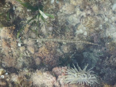 DSCN534420180202_1224_Trumpetfish.JPG