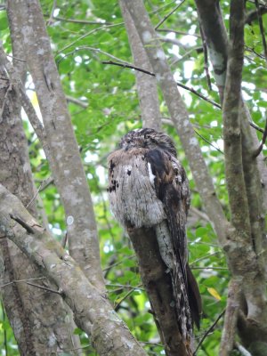 DSCN731620180131_1154_Northern Potoo.JPG
