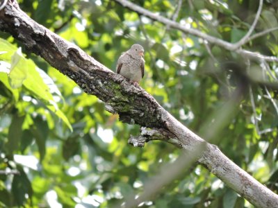 DSCN732920180131_1204_Common Ground Dove.JPG