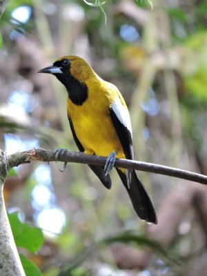 DSCN734420180131_1215_Jamaican Oriole.JPG