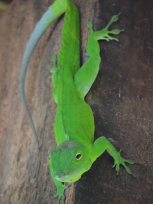 DSCN735420180131_1221_Jamaican Giant Anole.JPG