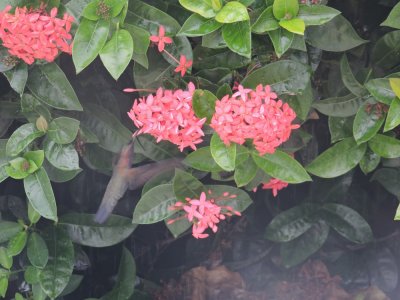 DSCN740920180202_1030_Jamaican Mango.JPG
