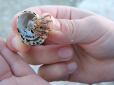 DSCN745120180202_1800_Hermit Crab.JPG
