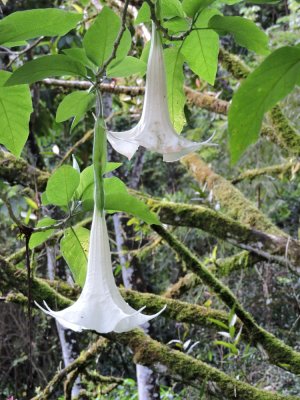Barrett¸20180302_0952_Angel'sTrumpet.JPG