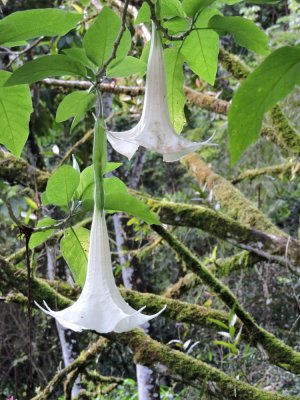 Barrett20180302_0952_Angel'sTrumpet.JPG