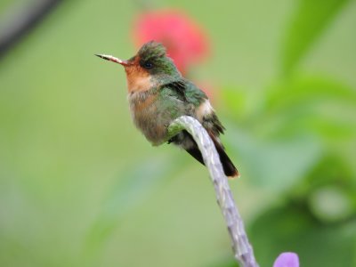 Barrett¸20180302_1151_03_Tufted Coquette female.JPG