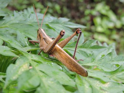 Barrett¸20180302_1157_01_grasshopper.JPG