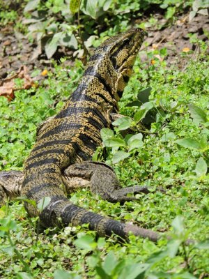 Barrett¸20180302_1205_01_Golden Tegu Lizard.JPG