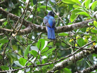 Barrett¸20180302_1405_White-tailed Trogon male.JPG