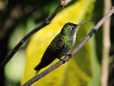 Barrett¸20180302_1548_01_White-chested Emerald.JPG