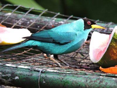 Barrett¸20180302_1631_Green Honeycreeper male.JPG