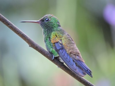 Barrett¸20180302_1632_Copper-rumped Hummingbird.JPG