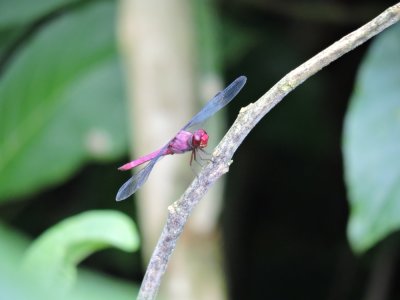 Barrett¸20180303_0912_Carmine Skimmer.JPG