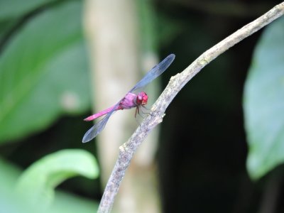 Barrett20180303_0912_Carmine Skimmer.JPG