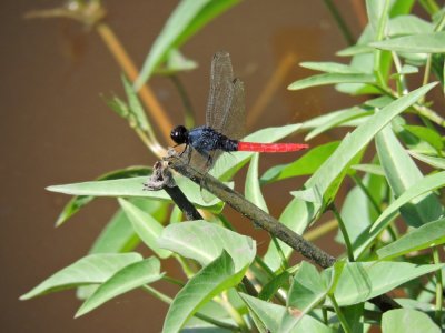 Barrett¸20180303_1459_Flame-tailed Pondhawk.JPG