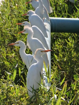 Barrett¸20180303_1608_01_Cattle Egrets.JPG