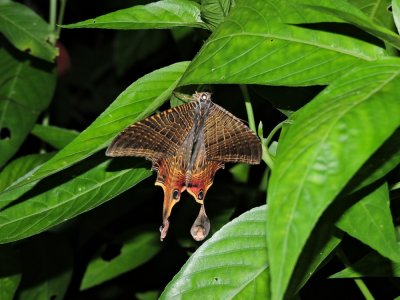 Barrett¸20180303_2207_Sematura moth sp.JPG
