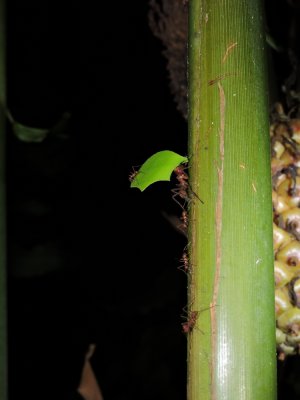Barrett¸20180303_2231_Leaf-cutter ants.JPG