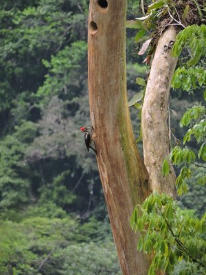 Barrett¸20180305_1519_Lineated Woodpecker.JPG