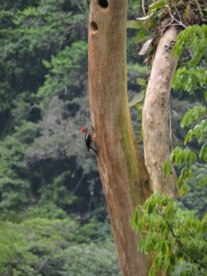 Barrett20180305_1519_Lineated Woodpecker.JPG