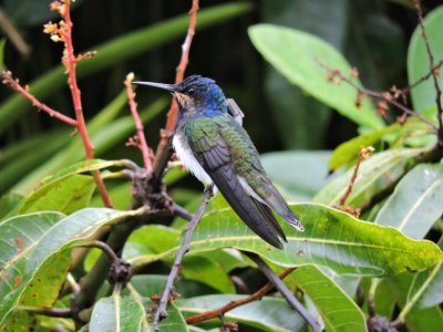 Barrett¸20180304_1701_White-necked Jacobin immature.JPG
