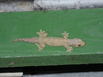 Barrett¸20180304_2102_Gecko sp..JPG