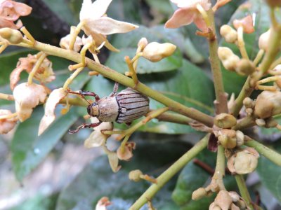 Barrett¸20180305_1040_beetle sp.JPG