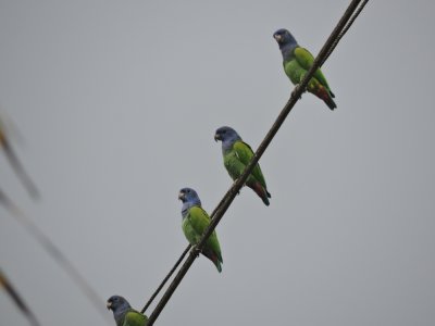 Barrett¸20180305_1548_Blue-headed Parrots.JPG