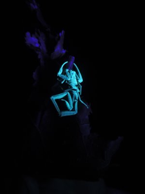 Barrett¸20180305_2124_02_Scorpion under UV light.JPG