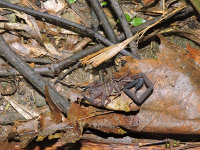 Barrett¸20180305_2126_Scorpion.JPG