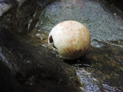 Barrett¸20180306_1007_Oilbird egg.JPG